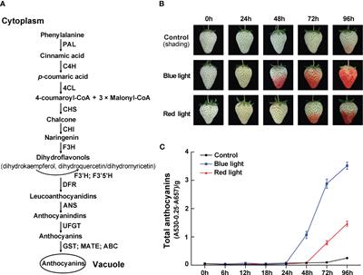 The blue light signal transduction module FaCRY1-FaCOP1-FaHY5 regulates anthocyanin accumulation in cultivated strawberry